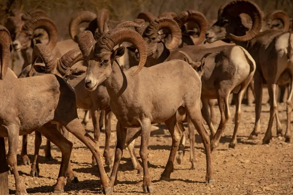 CEMEX refuerza compromiso de conservación con liberación de especie