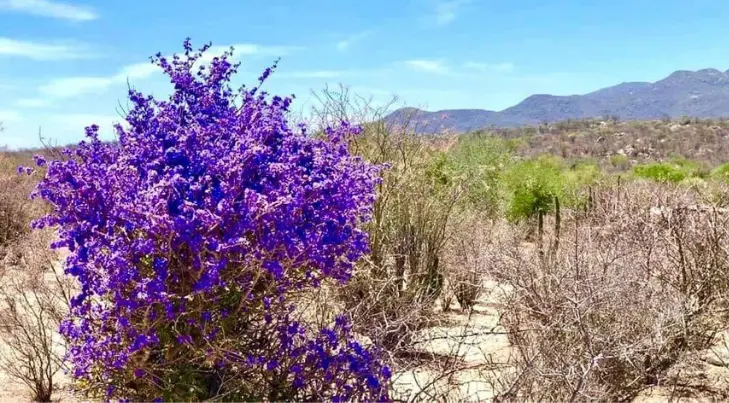 eSOS | Guayacán, importante árbol sonorense en peligro de extinción