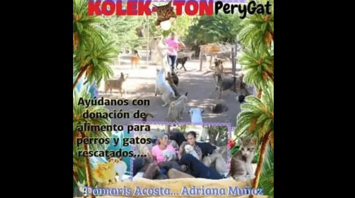 ¿Quieres ayudar a perros y gatos rescatados? Así puedes hacerlo