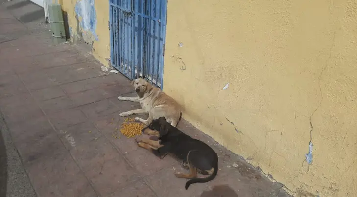 La leptospirosis en perros podría ser más común en Sonora de lo que se cree