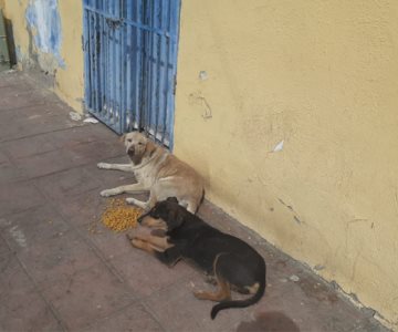 2022, el años de los animales en Sonora: avanza mesa de trabajo de Protección Animal