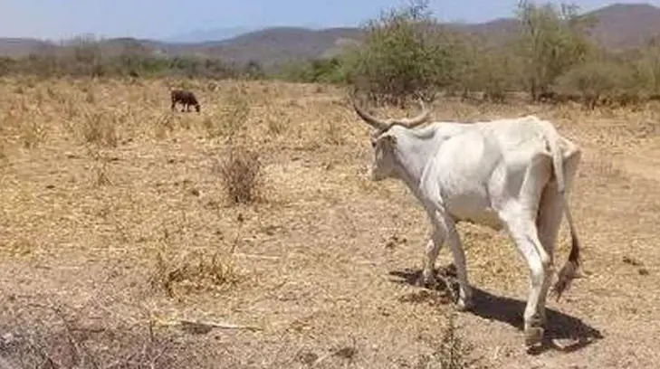 Alertan sobre riesgo de sequías para  flora y fauna de Sonora
