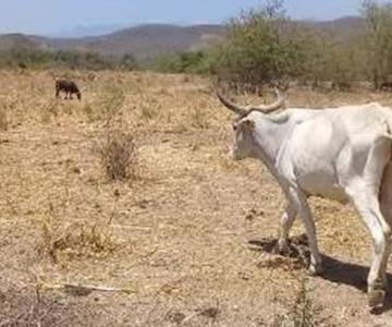 Alertan sobre riesgo de sequías para  flora y fauna de Sonora