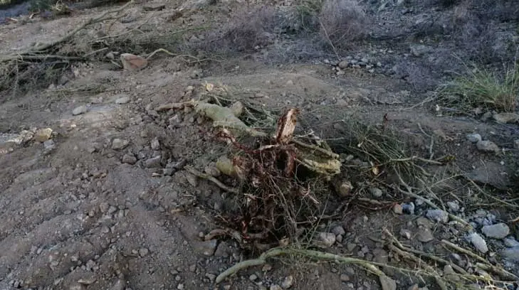 Denuncian tala en zona contigua al protegida del Parque Central Cerro Johnson