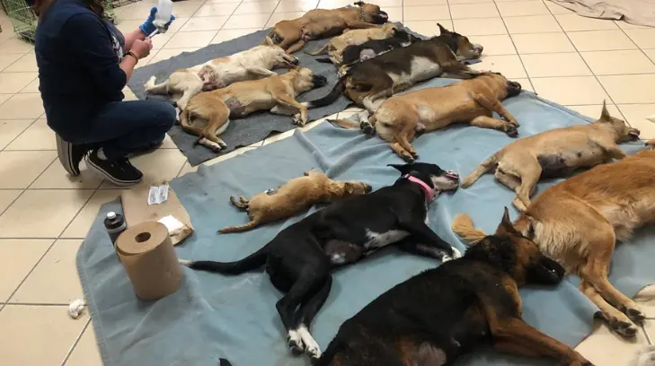 ¡No hay pretexto! Realizan jornadas de esterilización en Navojoa