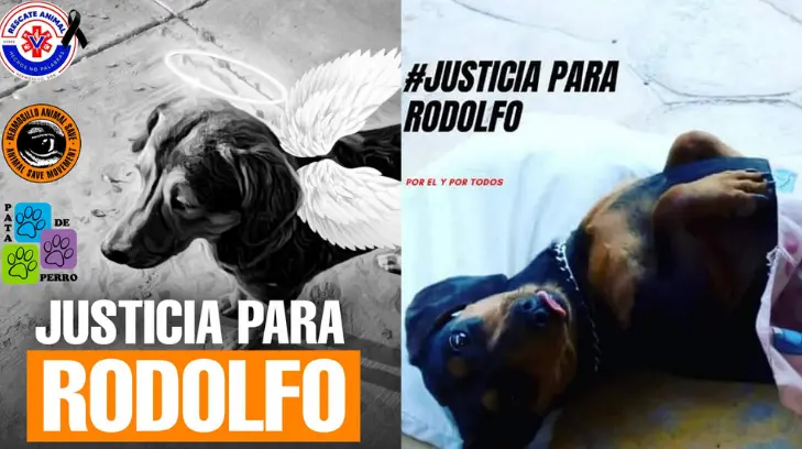 Colectivos animalistas convocan marcha por el asesinato del perrito Rodolfo