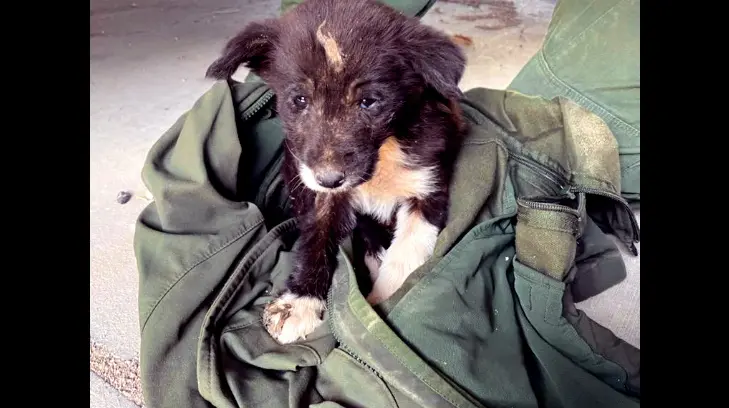 En medio del desierto, solo y abandonado, rescatan a perrito en la frontera con Arizona