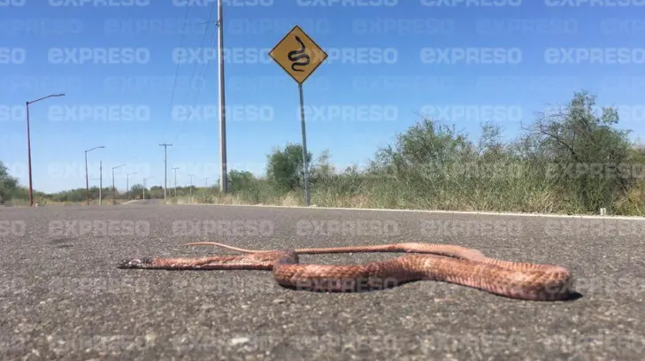 Estos son los animales que se han visto afectados con el crecimiento de Hermosillo
