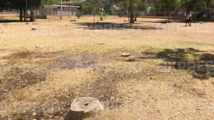 Esto cuestan las multas por violar el Reglamento del Árbol en Nogales