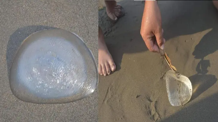 Encuentran extraña medusa a la orilla de la playa... resultó ser un implante de seno