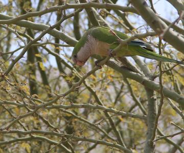 Plaga de pericos es una amenaza para Hermosillo: doctor Alf Meling