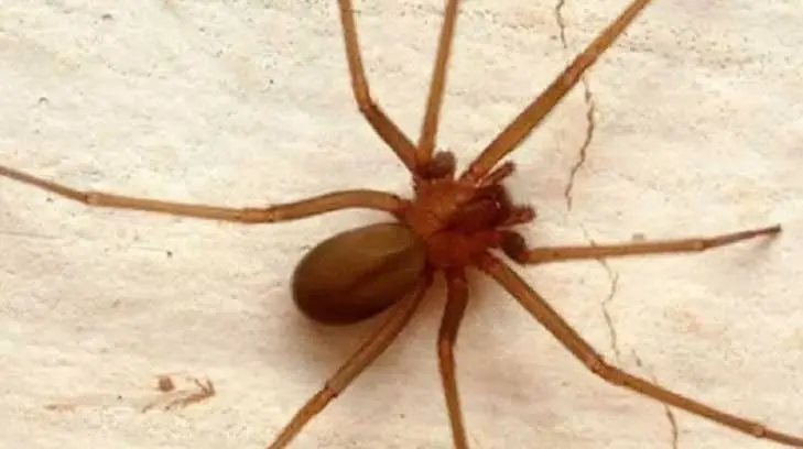 Cómo identificar a la araña violinista y qué hacer en caso de mordedura