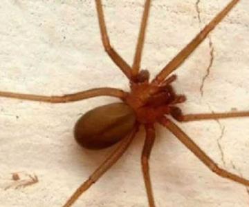 Cómo identificar a la araña violinista y qué hacer en caso de mordedura