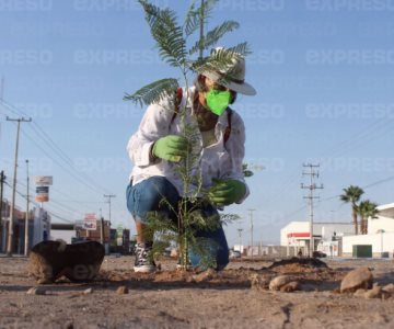 Importancia de la reforestación y sanciones por tala de árboles