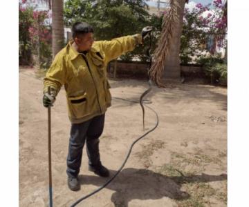 Bajan reportes de retiro de animales en 2023 en Hermosillo