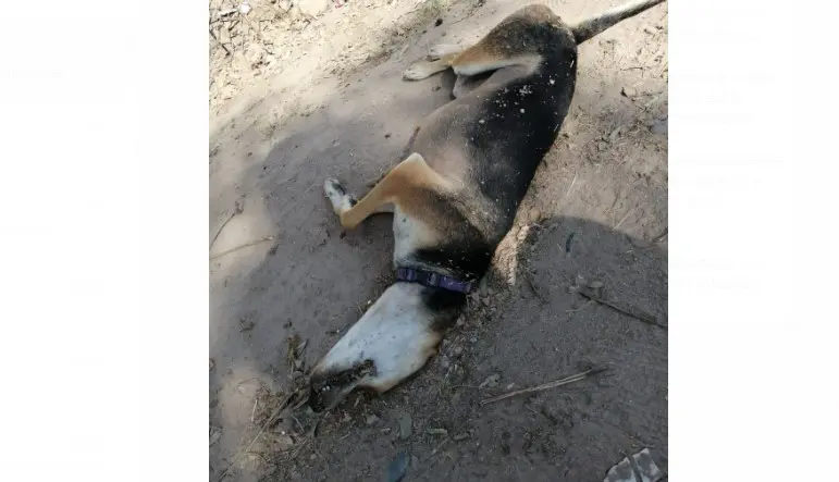Siguen envenenando a animales en Navojoa y la ley no actúa