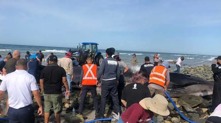¡Héroes sin capa!.. así salvaron a una ballena varada en Puerto Peñasco