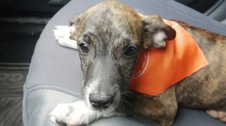 Milo perdió a sus 7 hermanos en un accidente, hoy tendrá un nuevo hogar