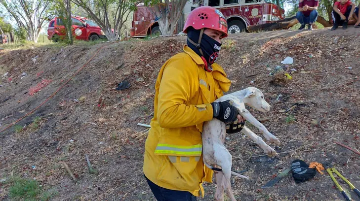 ¡Héroes! Bomberos de Navojoa rescatan a perrito que cayó en un pozo