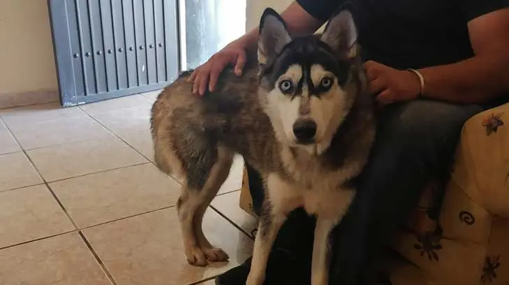 Niños patean a Rea hasta dislocarle la cadera; dueños denunciarán por maltrato animal