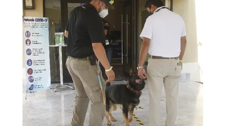 Todo inició gracias a Obi y Leah; lo que sabemos de la detección de Covid con perros