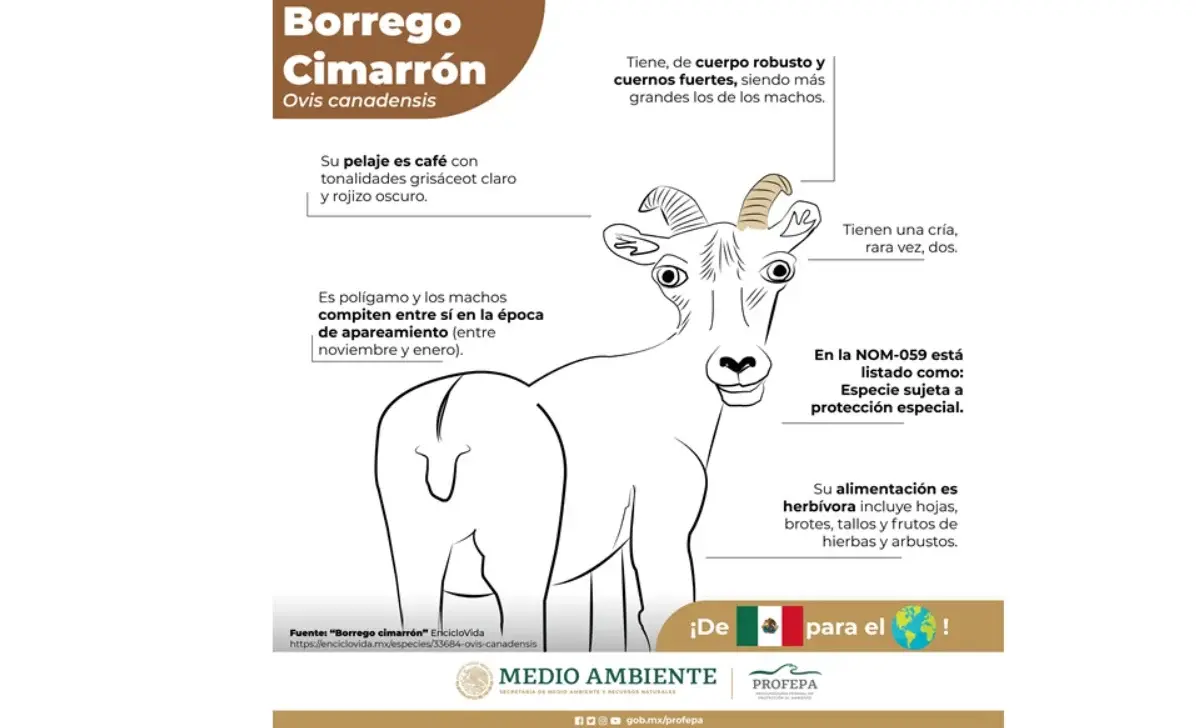Le tunden en redes a la Profepa por dibujo de borrego cimarrón