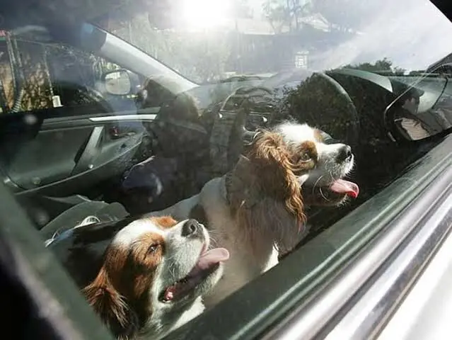 Trabajan en app para censo animal en Hermosillo (Foto:Archivo/EXPRESO)