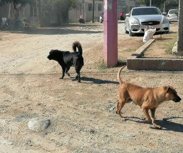 Hugo y Mariana piden ayuda para alimentar a sus 15 perros