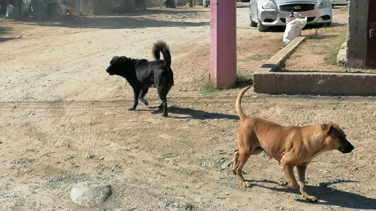 Hugo y Mariana piden ayuda para alimentar a sus 15 perros