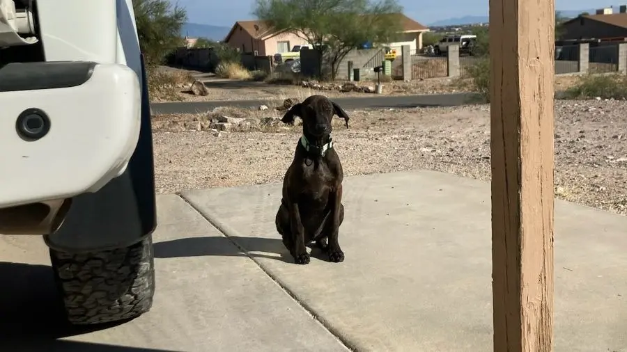 Patrulla fronteriza rescata a perrito abandonado y lo adopta