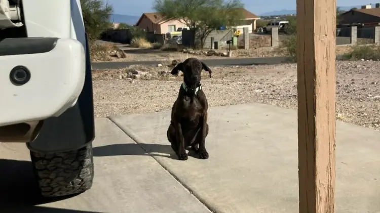 Patrulla fronteriza rescata a perrito abandonado y lo adopta