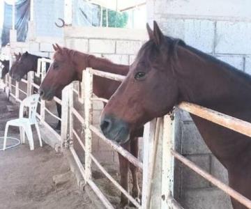 Caballo terapeuta se fractura por estrés provocado por cuetes; lo sacrificaron