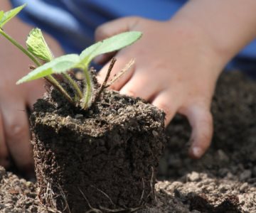 Hacia una ruta verde, la opción de Conacyt para enseñar sobre infraestructura ecológica