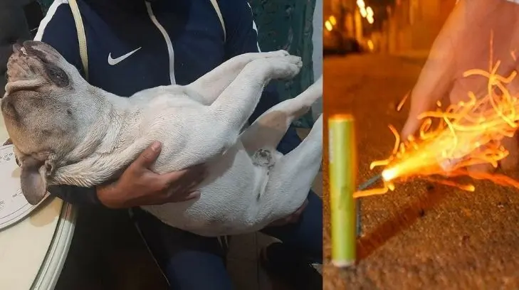 Por más que intentamos salvarlo, no pudimos; muere perrito por paro cardíaco a causa de cohetes