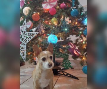 ¡Feliz Navidad a los perros! Prohiben la venta de cohetes en época decembrina