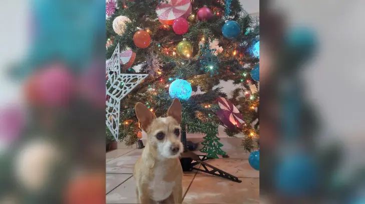 ¡Feliz Navidad a los perros! Prohiben la venta de cohetes en época decembrina