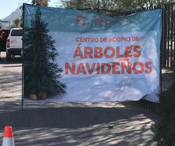 Centros de acopio para pinos navideños tendrán su último día este viernes