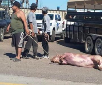 Los efectos de la rapiña de cerdos en Navojoa están por manifestarse