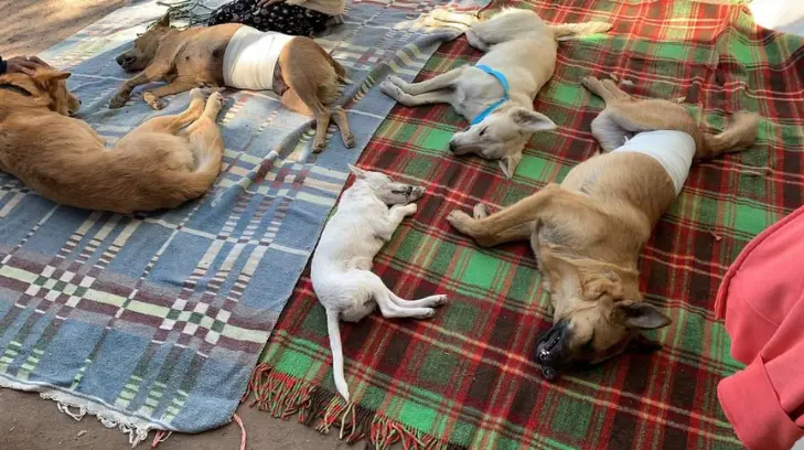 Así fue la primer campaña de esterilización gratuita en la Comisaría Rosales
