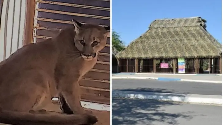 Centro Ecológico de Sonora da la bienvenida a Nala, puma rescatada en Cucurpe
