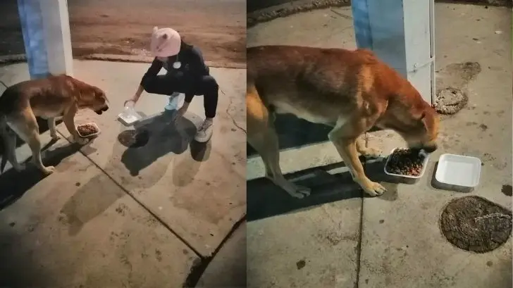 Niña de 10 años propone iniciativa para alimentar a perros en situación de calle