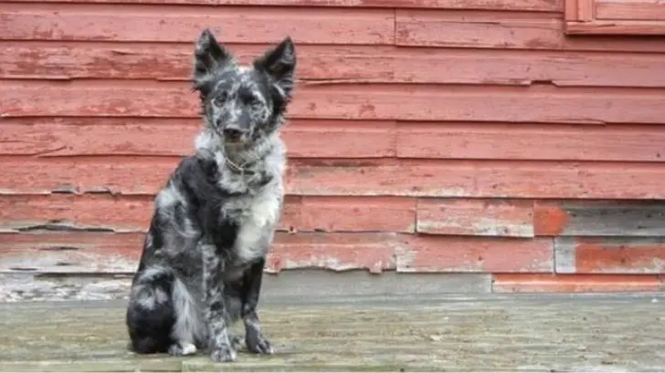 Russian Toy y Mudi, nuevas razas de perros reconocidas en 2022