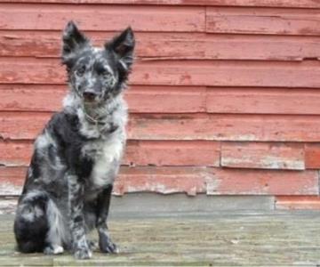 Russian Toy y Mudi, nuevas razas de perros reconocidas en 2022