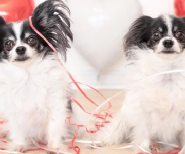 Para no perder dinero ni seguidores, influencers clonan a sus mascotas muertas