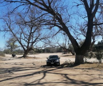 Protección Civil pide no realizar actividades debajo de los álamos secos