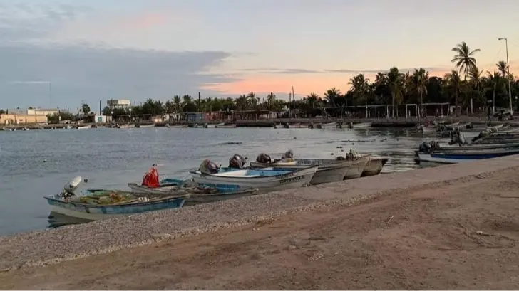 Estos son los factores del aumento de la presencia de tiburón en Sonora