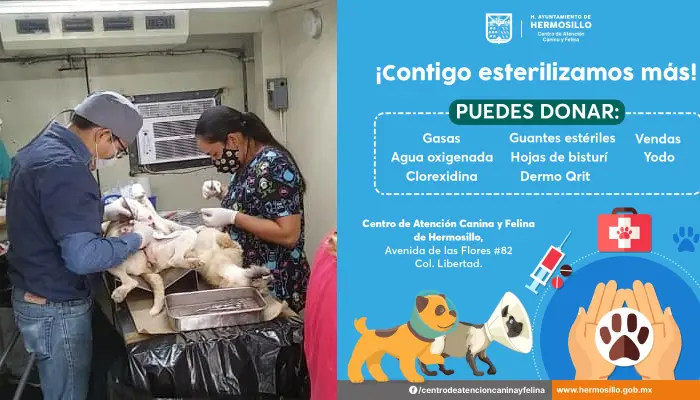 Para seguir atendiendo a perros y gatos en su estirilización, se pide la donación de material de curación. Imagen: Cortesía/EXPRESO