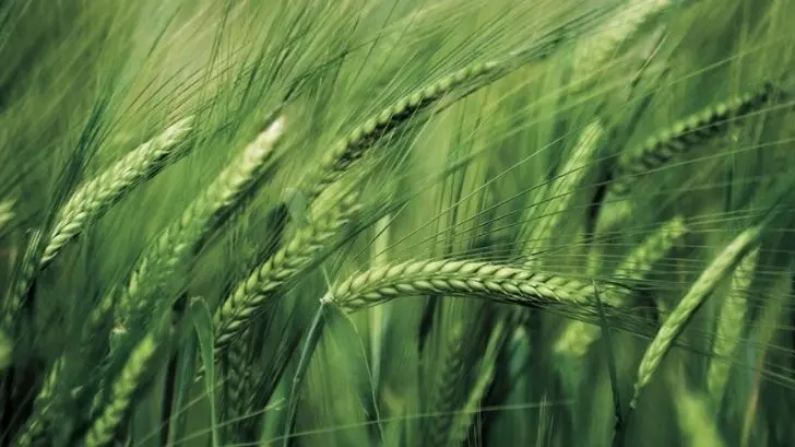 Imagen ilustrativa (Especial / EXPRESO)