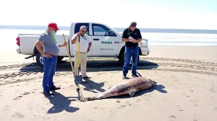 Investigan muerte de nueve delfines en playas de Guasave