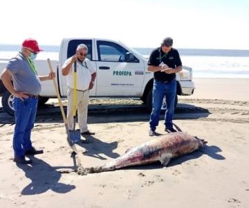 Investigan muerte de nueve delfines en playas de Guasave